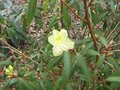 vignette Rhododendron lutescens vue large au 24 02 09