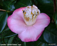 vignette Camélia ' DEWATAIRIN ' camellia  japonica de higo