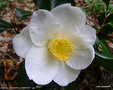 vignette Camélia ' MADAME LOURMAND ' camellia japonica