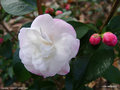 vignette Camélia ' SWEET JANE ' camellia hybride  de transnokoensis