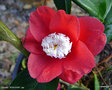 vignette Camélia ' BOKUHAN ' camellia japonica