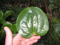 vignette Smilax rotundifolia