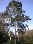 vignette Eucalyptus dalrympleana