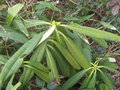 vignette Rhododendron calophytum