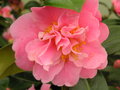 vignette Camellia 'Adorable'