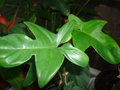 vignette Philodendron laciniatum..