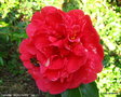 vignette Camélia ' BEAU HARP ' camellia japonica