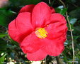 vignette Camélia ' DIAMOND HEAD ' camellia hybride de reticulata