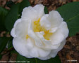 vignette Camélia ' GRANDIFLORA ALBA ' camellia japonica
