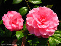 vignette Camélia ' WATER LILY ' camellia hybride williamsii