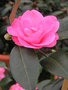 vignette Camellia 'Spring Awakening'