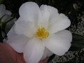 vignette Camellia 'Lily Pons'