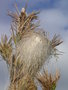 vignette Nid de chenilles processionnaires dans le sud Finistre