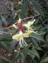 vignette Rhododendron lutescens