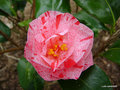 vignette Camélia ' BETTY FOY SANDERS ' camellia japonica