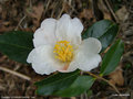 vignette Camélia ' CORNISH SNOW ' camellia hybride