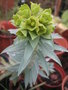 vignette Euphorbia rigida