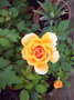 vignette Rose jaune