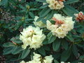 vignette 04 21, Parc de Boutigury, rhododendron