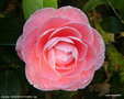 vignette Camlia ' MONTIRONI RUBRA ' camellia japonica, syn: MONTIRONI ROSEA