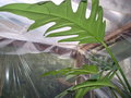 vignette Philodendron pinnatifidum