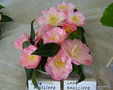 vignette Camellia ' LADY RADCLIFFE ' camellia japonica, chez Jol Lemaitre, Carquefou