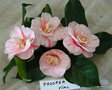 vignette Camellia ' PROSPER VIAL ' camellia japonica,chez Jol Lemaitre, Carquefou