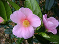 vignette Camélia ' MAGALI ' camellia japonica, parfumé