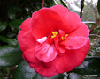 vignette Camélia ' ADOLPHE AUDUSSON ' camellia  japonica