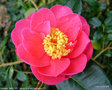 vignette Camélia ' CARQUEFOU '  camellia japonica