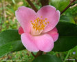 vignette Camélia ' MINATO-NO-AKEBONO ' camellia hybride de C.lutchuensis , parfumé