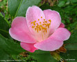 vignette Camélia ' MINATO-NO-AKEBONO ' camellia hybride de C.lutchuensis , parfumé