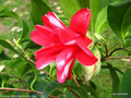 vignette Camélia ' HAKUHAN-KUJAKU ' camellia japonica = ' KUJAKU-TSUBAKI '