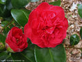 vignette Camélia ' ELIZABETH HAWKINS ' camellia japonica