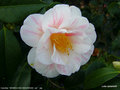 vignette Camlia ' MOMOJI-NO-HIGURASHI ' camellia japonica (mutation)