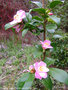 vignette Camélia ' MINATO-NO-AKEBONO ' camellia hybride, parfumé