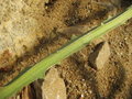 vignette Selenicereus sp