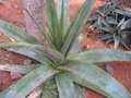 vignette Aloe macroclada