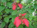 vignette Mussaenda rouge