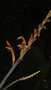 vignette floraison chasmanthe floribunda