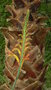 vignette floraoson chasmanthe floribunda