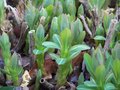 vignette Euphorbia pallustris