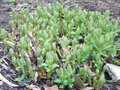 vignette Euphorbia pallustris