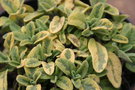 vignette Salvia officinalis icterina, sauge panache