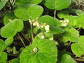 vignette Begonia imperialis smaragdina