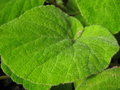 vignette Begonia imperialis smaragdina