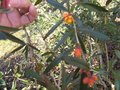 vignette Berberis linearifolia orange king au 03 03 09