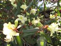 vignette Rhododendron lutescens au 03 03 03