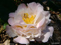 vignette Camélia ' HIGH FRAGRANCE 'camellia hybride parfumé