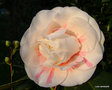 vignette Camélia  mutation de  'MARGARET DAVIS ' camellia japonica
